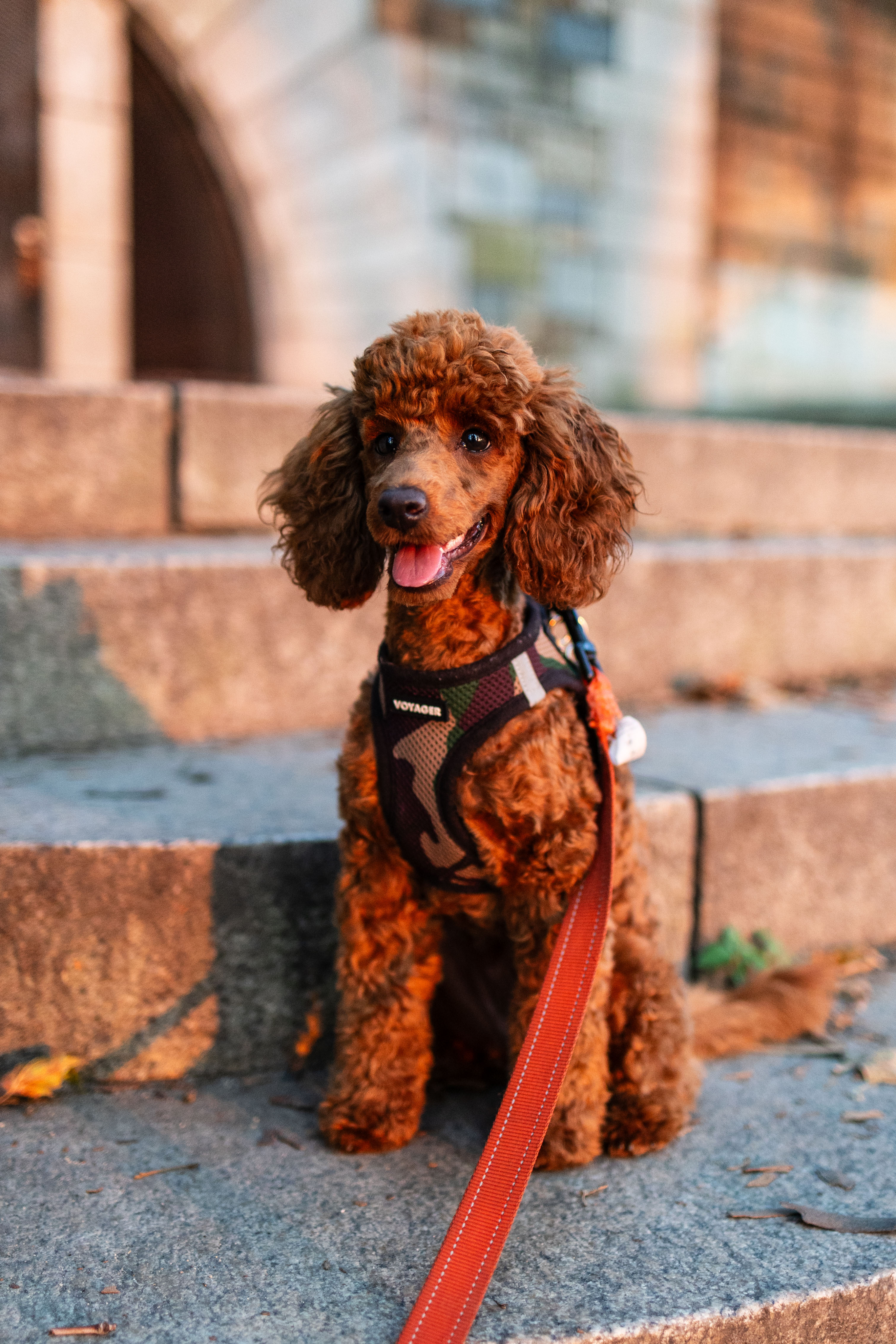 Poodle sitting on stone steps in the city