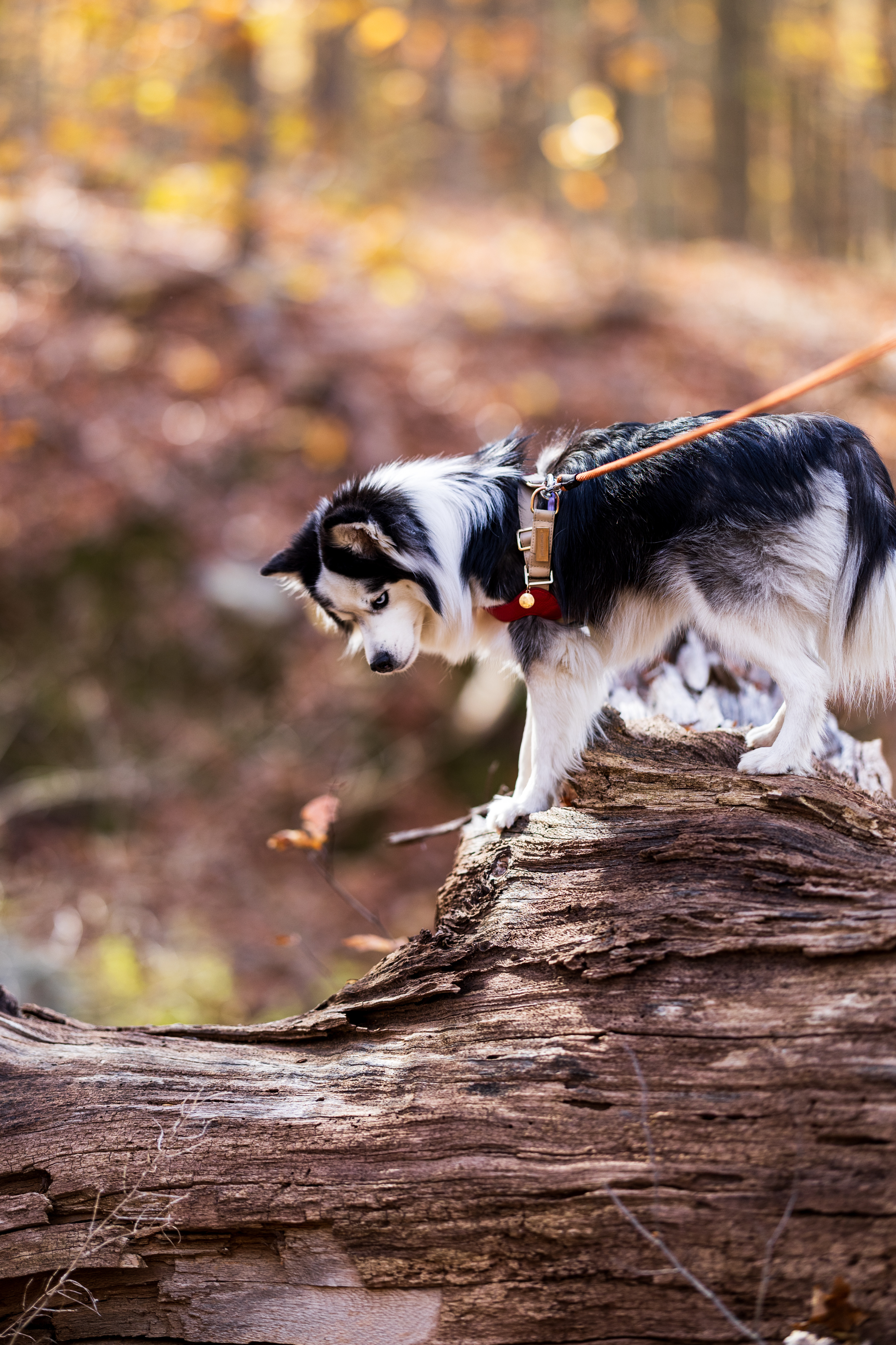 Dog exploring a fallen log on an autumn hike