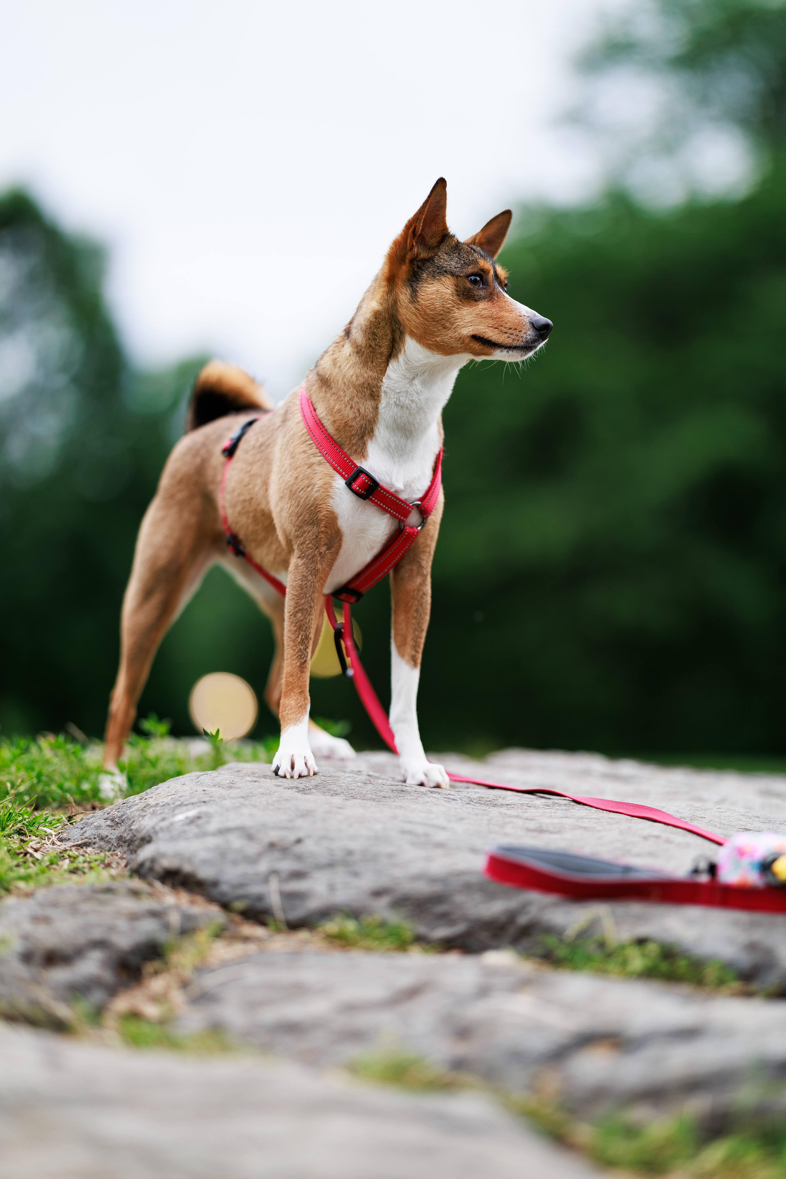 Dog with harness standing on a rock in the park