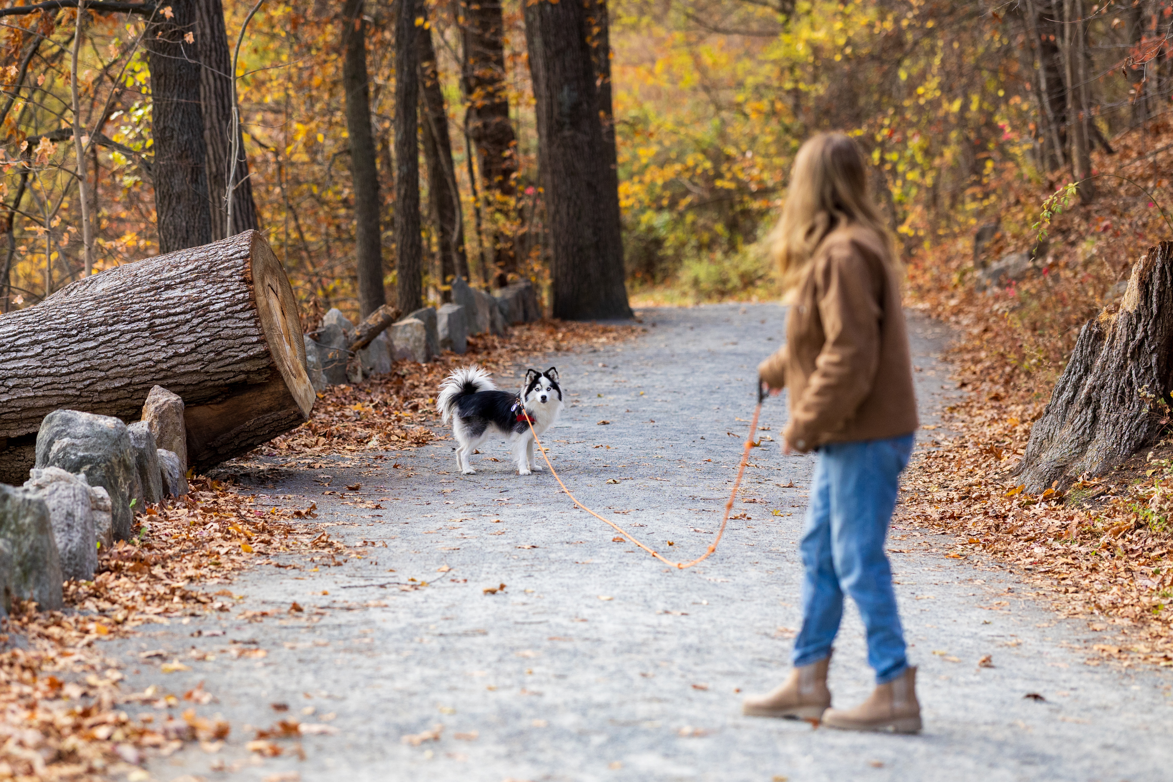 Happy dog on a walk through the neighborhood