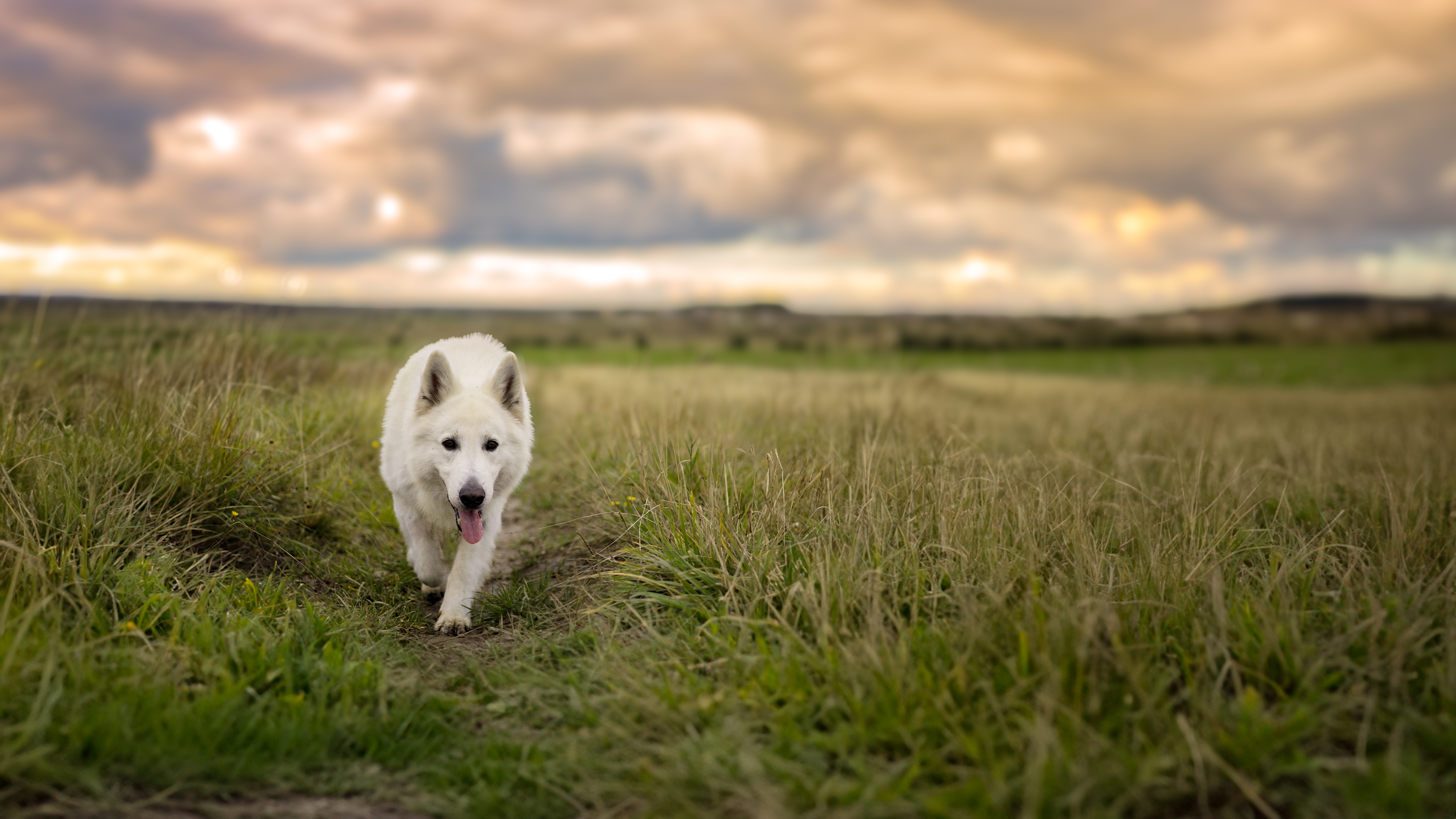 Dog in a sunlit field